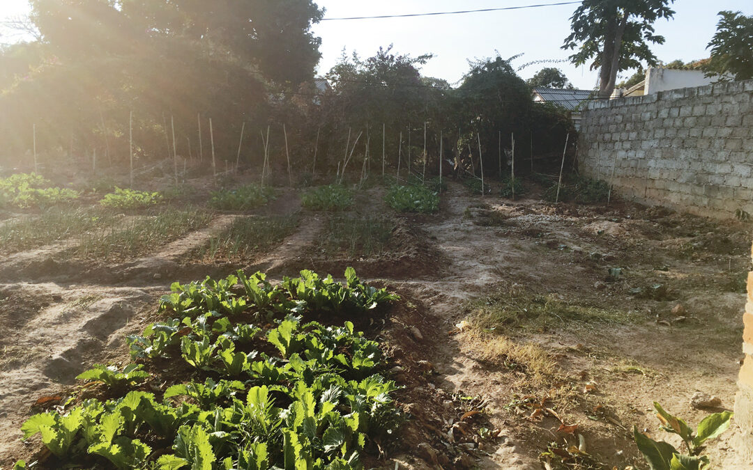 Mrs. Grace Mwakabanga’s Garden in Kitwe, Zambia